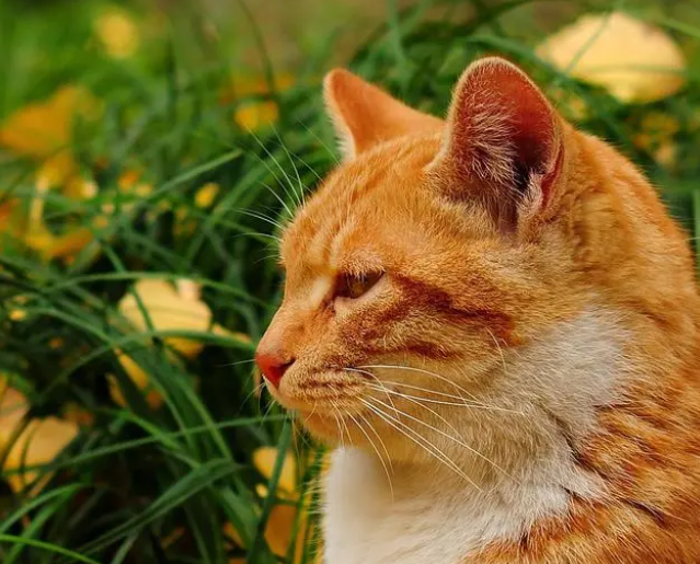 不要轻易给猫咪洗澡，这些不正当操作可能会害了它们