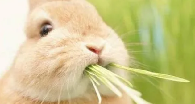 养兔经验分享：兔粮一次喂多少