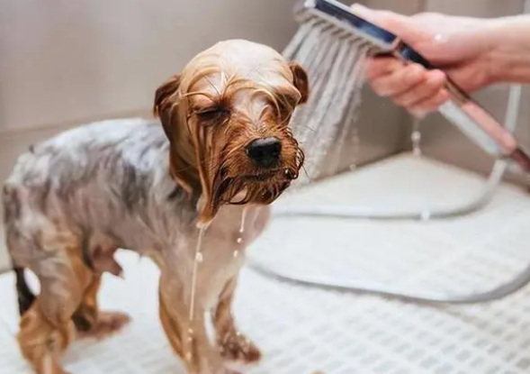狗狗“洗澡”讲究多，到底多久洗一次澡最合适呢？