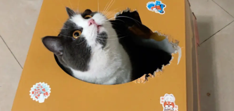 猫一直咬纸箱是怎么回事？