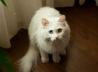 今日话题：12个星座最适合养的猫是什么？