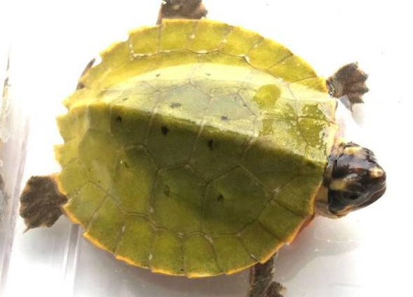 奇特而又可爱的马来果龟，你知道怎么挑选吗？