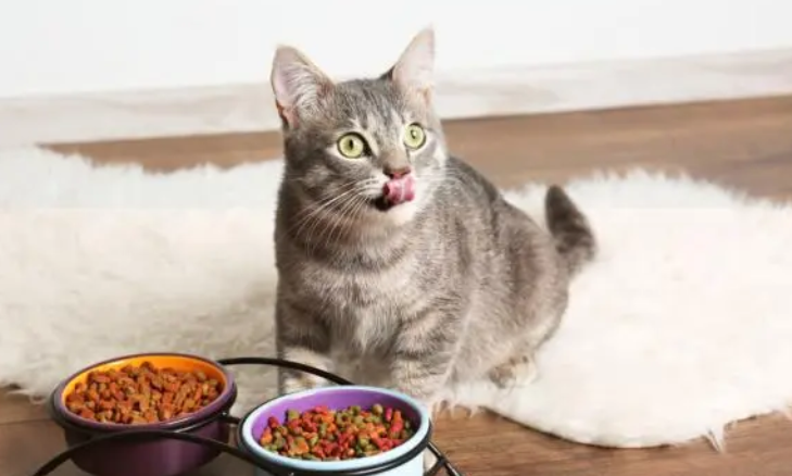 猫咪如何科学换粮？看这一篇就够了！