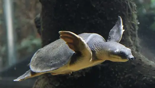 龟中绅士——猪鼻龟，饲养需要注意哪些点？