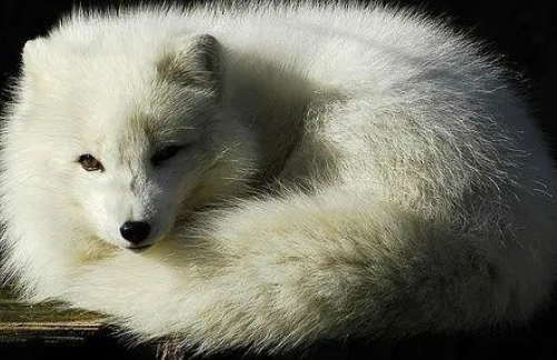 只要手续齐全，漂亮的雪狐就可以带回家啦！