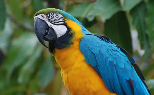 蓝黄金刚鹦鹉饲养环境有什么要求？