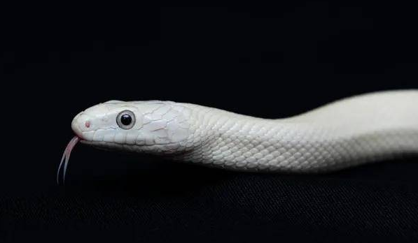 德州鼠蛇有毒吗？白色品种的它越来越受欢迎！