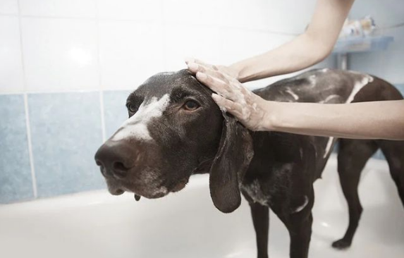宠物狗讨厌洗澡怎么办？这七个方法让你的狗乖乖去洗澡，亲测有效