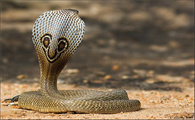翩翩起舞的印度眼镜蛇你了解吗？