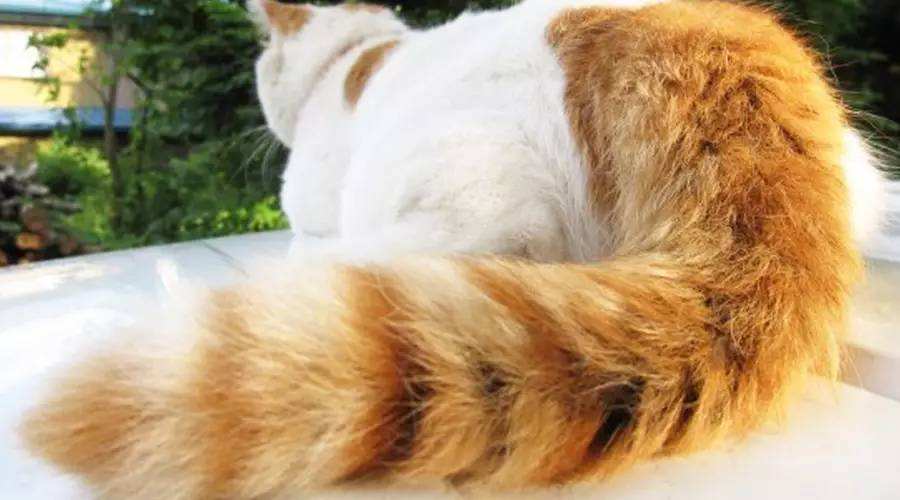 猫的尾巴有什么作用