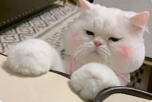 伟嘉猫粮｜猫咪换粮怎么做？科学方法get起来