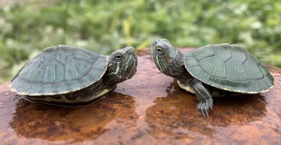 乌龟寿命一般有多少年？有人知道吗？
