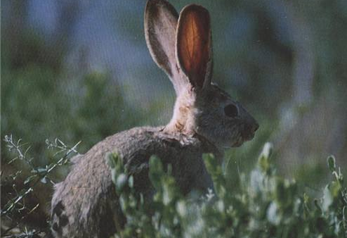 塔里木兔是保护动物吗？抓它你可能会违法哦