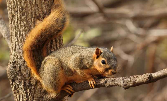 爪子锋利、尾巴粗长的大柏树狐松鼠，喜欢吃些什么呢？
