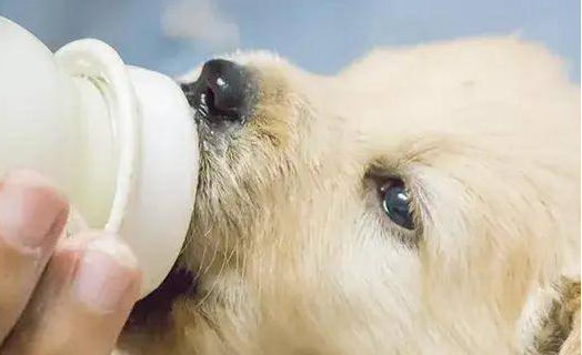 宠物小知识：小狗可以喝人喝的奶粉吗？