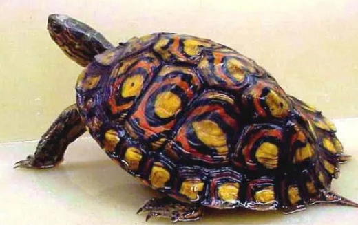 哥斯达黎加木纹龟寿命有多久？