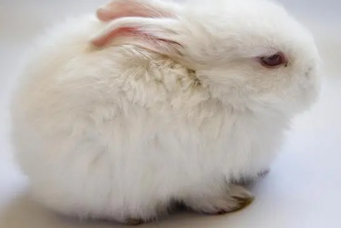 养宠经验：幼兔吃什么益生菌，每天吃多少