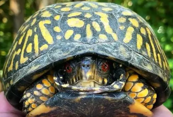东部箱龟怎么分公母？怎么区分呢？