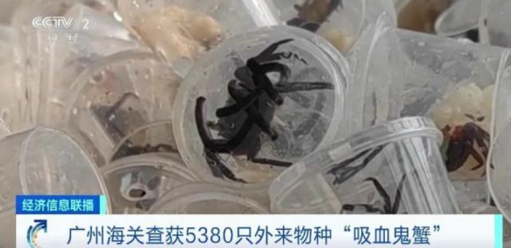 超5000只吸血鬼蟹被查获！海关提醒