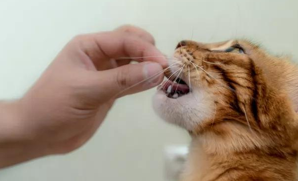 教你认识常见的几款猫咪零食！各有优劣