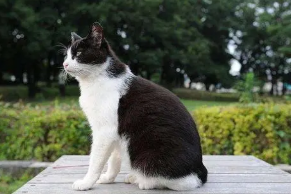 想知道日本短尾猫性格如何？快看这篇文章吧~