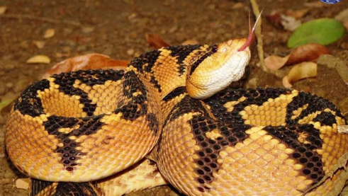 连眼镜王蛇都会惧怕的毒蛇——巨蝮介绍