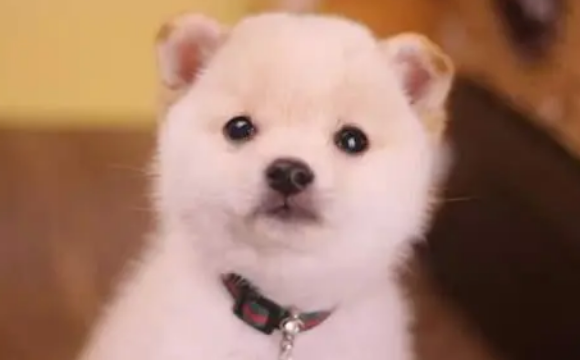 教你如何挑选正规犬舍？正规犬舍有哪些特征？