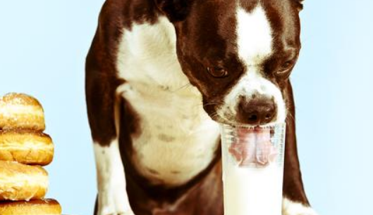 狗狗羊奶粉有哪些好处？