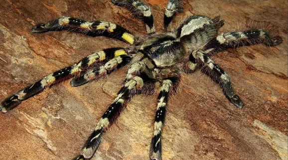 这种蜘蛛珍贵堪比象牙！且看象牙华丽雨林的前世今生