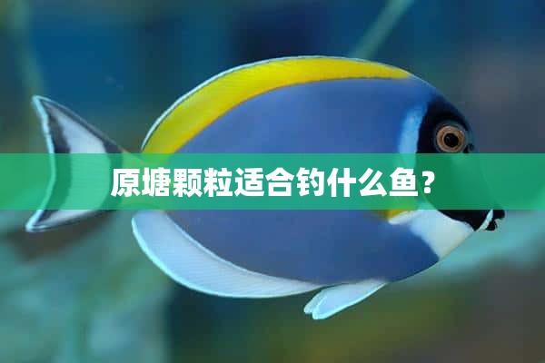 原塘颗粒适合钓什么鱼？