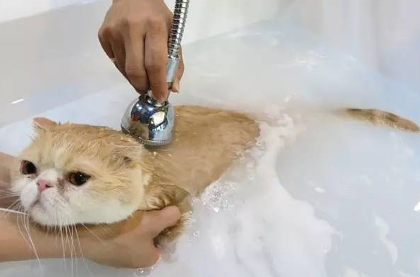 养猫知识，如何正确地给猫咪洗澡？