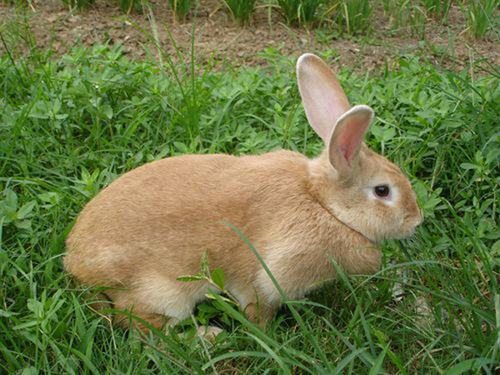 福建黄兔，一种广受欢迎的“药膳兔”，你认识它吗？
