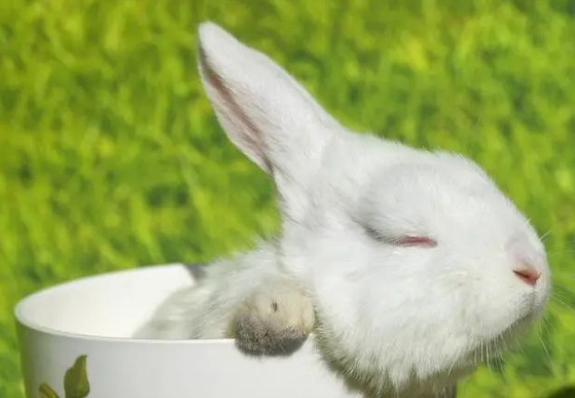 8年养兔经验必看，兔粮如何选择？