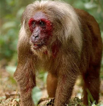 脸红尾巴短的短尾猴你了解多少？