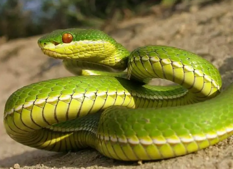 食欲大的西藏竹叶青蛇，可以当宠物家养吗？