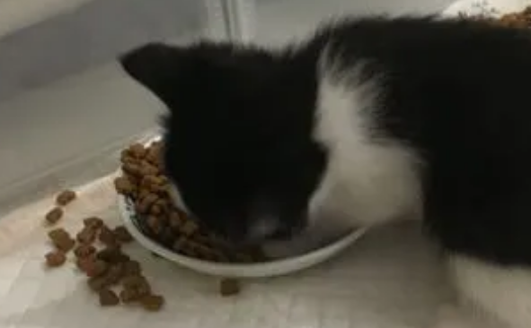 两个月小猫不吃猫粮怎么办？教你几个小妙招