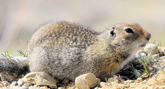 酷似土拨鼠的奥斯古德北极地松鼠，饲养容易吗？