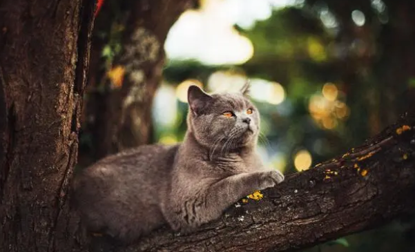 家养的猫咪只吃肉食，不吃猫粮，怎么办？