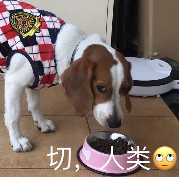 犬界“很难养”的5种狗，带回家前要想清楚