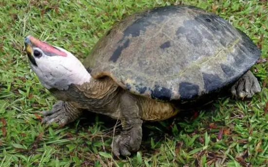 西瓜龟是保护动物吗？这篇文章给你答案
