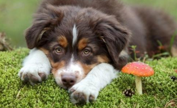 狗可以吃蘑菇类吗？可以吃但要适量