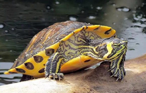 黄腹滑龟和黄耳有什么区别，看完你就知道了