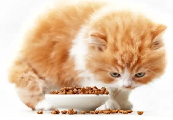 猫为什么突然不吃猫粮？原因很简单