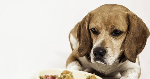狗狗在什么情况吃益生菌呢？4大方面详解益生菌！