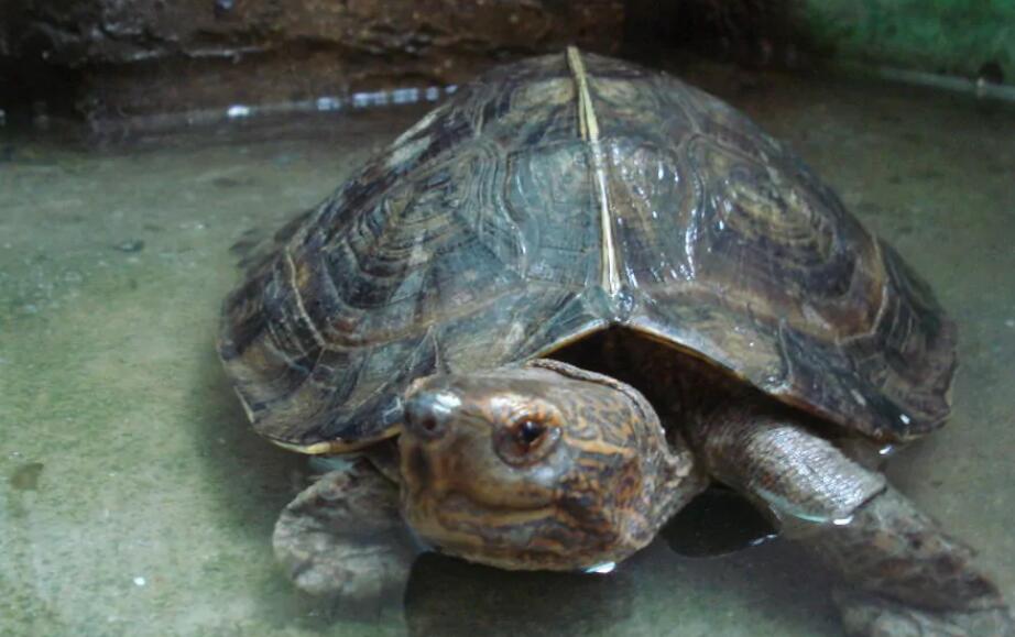 胆大皮实的亚洲巨龟，你认识吗？