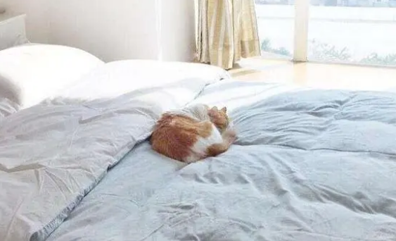 别买猫窝了，这5个地方，才是猫咪最喜欢睡觉的地点！