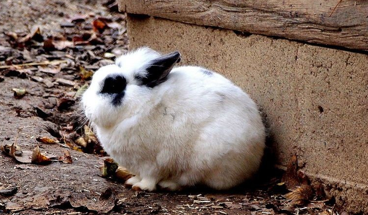 波兰兔性格 波兰兔凶不凶