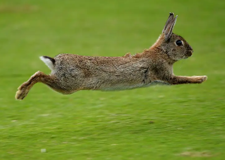 青青草原运动会，跳远健将跳兔一蹦六尺高，slay全场