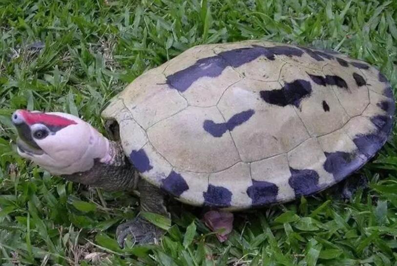 西瓜龟是保护动物吗？这篇文章给你答案