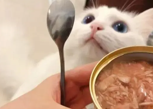 猫咪主食罐头和零食罐头性质不同，几天喂一次呢？